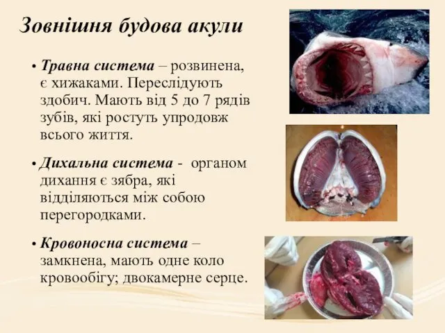 Зовнішня будова акули Травна система – розвинена, є хижаками. Переслідують