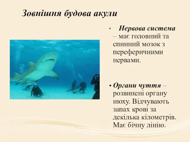 Зовнішня будова акули Нервова система – має головний та спинний