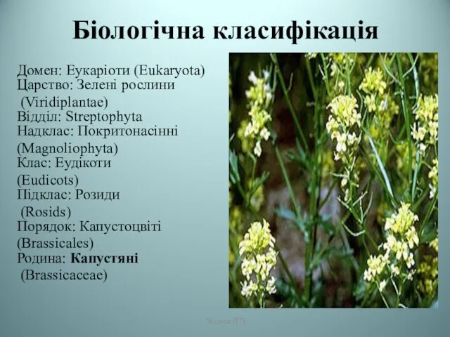 Біологічна класифікація Домен: Еукаріоти (Eukaryota) Царство: Зелені рослини (Viridiplantae) Відділ: