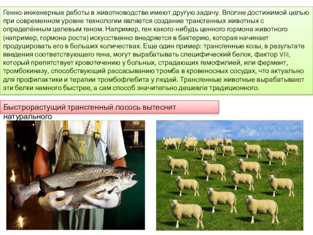 Генно-инженерные работы в животноводстве имеют другую задачу. Вполне достижимой целью