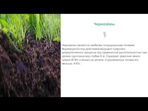 Черноземы являются наиболее плодородными почвами. Формируются под действием ведущего гумусово-аккумулятивного