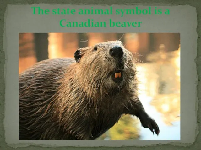 The state animal symbol is a Canadian beaver