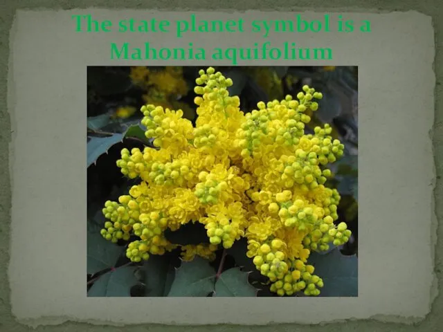 The state planet symbol is a Mahonia aquifolium