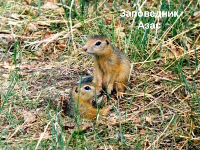 Заповедник Азас