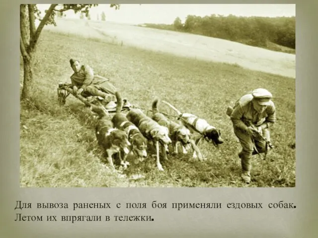 Для вывоза раненых с поля боя применяли ездовых собак. Летом их впрягали в тележки.