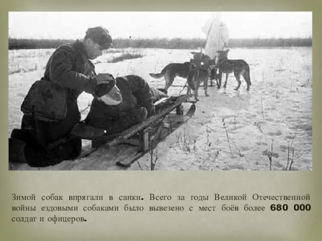 Зимой собак впрягали в санки. Всего за годы Великой Отечественной