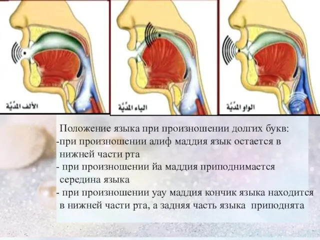 Положение языка при произношении долгих букв: при произношении алиф маддия