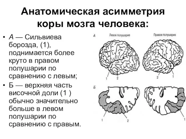 Анатомическая асимметрия коры мозга человека: А — Сильвиева борозда, (1),
