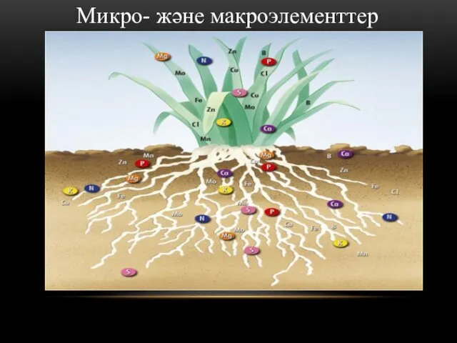 Микро- және макроэлементтер