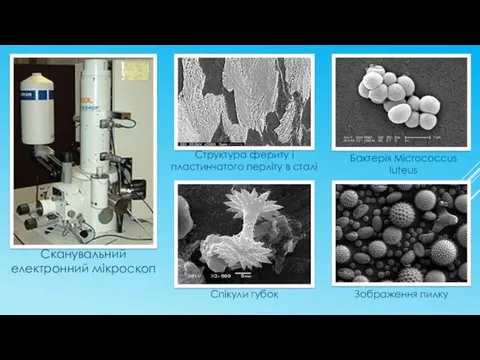 Сканувальний електронний мікроскоп Бактерія Micrococcus luteus Зображення пилку Спікули губок