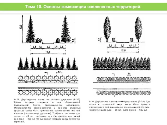 А-19. Двухъярусная аллея из хвойных деревьев (А-Зб). Живая изгородь создается