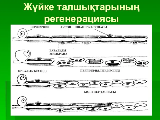 Жүйке талшықтарының регенерациясы