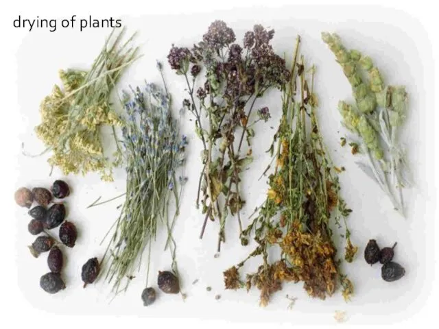drying of plants