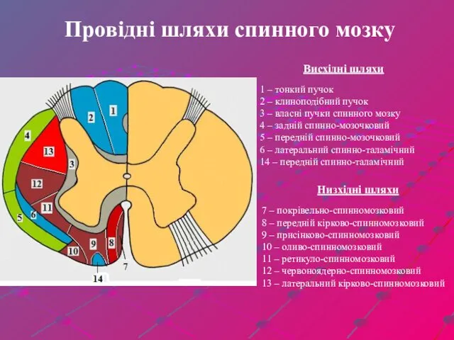 Провідні шляхи спинного мозку Висхідні шляхи Низхідні шляхи 1 – тонкий пучок 2