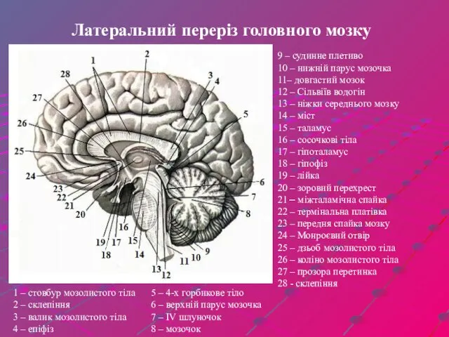 Латеральний переріз головного мозку 9 – судинне плетиво 10 – нижній парус мозочка