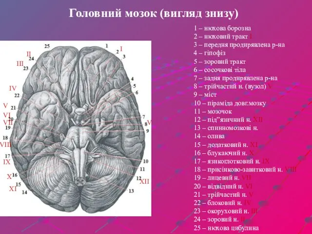 Головний мозок (вигляд знизу) І ІІ ІІІ IV V VI VII VIII IX