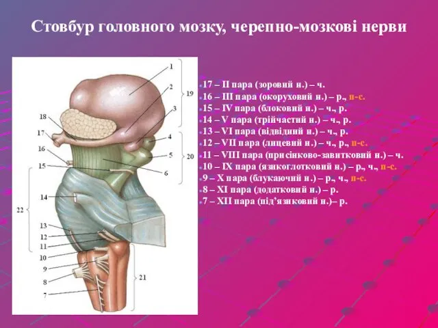 Стовбур головного мозку, черепно-мозкові нерви 17 – ІІ пара (зоровий н.) – ч.