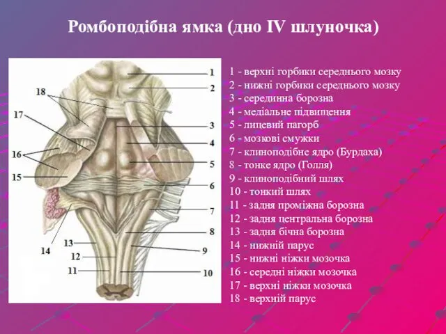Ромбоподібна ямка (дно IV шлуночка) 1 - верхні горбики середнього мозку 2 -