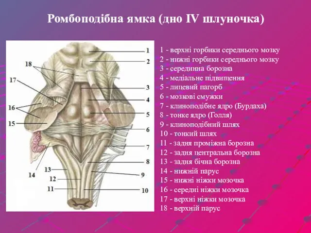 Ромбоподібна ямка (дно IV шлуночка) 1 - верхні горбики середнього