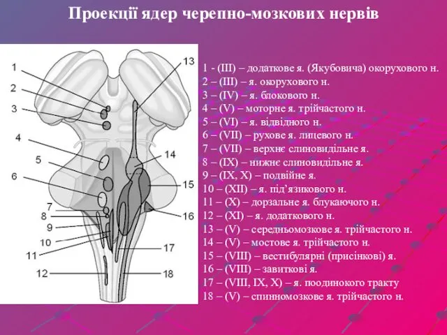 Проекції ядер черепно-мозкових нервів 1 - (ІІІ) – додаткове я. (Якубовича) окорухового н.