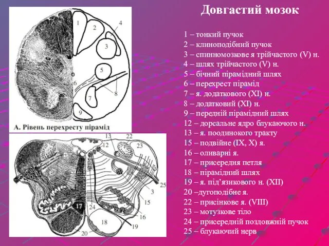 Довгастий мозок 1 – тонкий пучок 2 – клиноподібний пучок 3 – спинномозкове