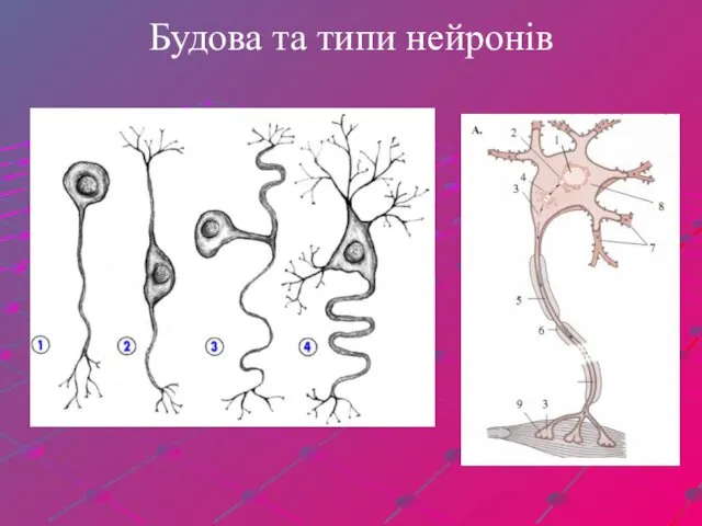 Будова та типи нейронів