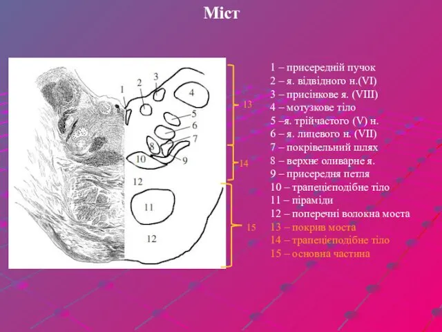 Міст 1 – присередній пучок 2 – я. відвідного н.(VI) 3 – присінкове