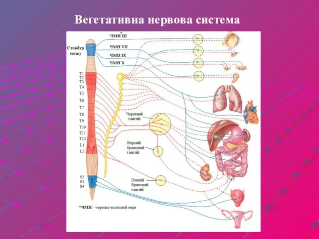 Вегетативна нервова система