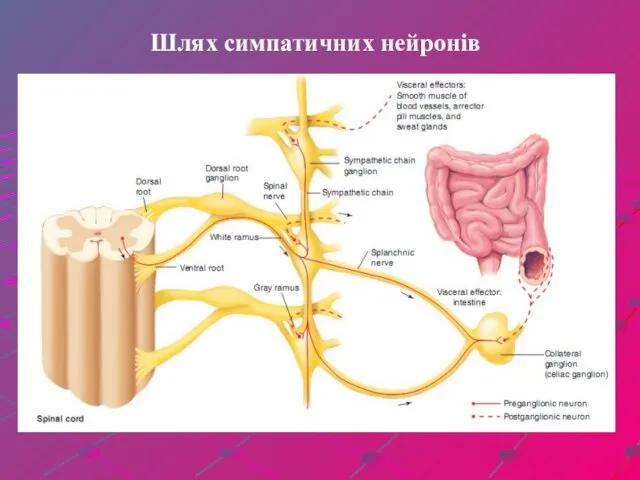 Шлях симпатичних нейронів