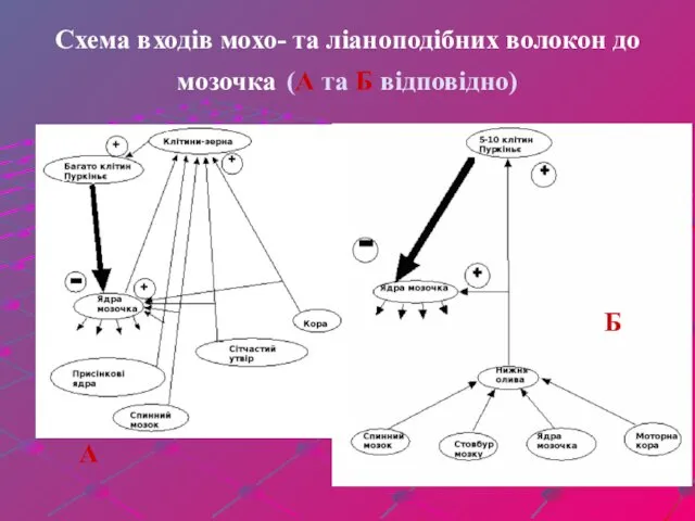Схема входів мохо- та ліаноподібних волокон до мозочка (А та Б відповідно) А Б
