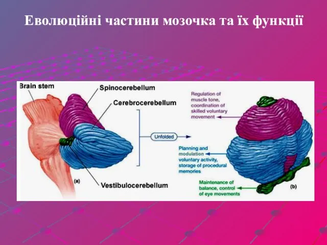 Еволюційні частини мозочка та їх функції