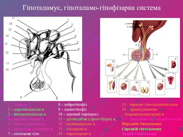Гіпоталамус, гіпоталамо-гіпофізарна система 1 – заднє я. 2 – дорсомедіальне я. 3 –