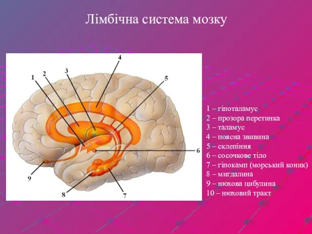 Лімбічна система мозку 1 – гіпоталамус 2 – прозора перетинка 3 – таламус