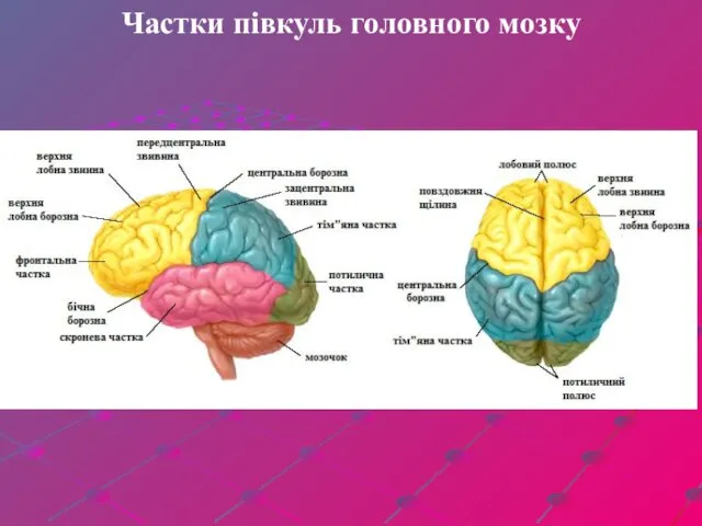 Частки півкуль головного мозку