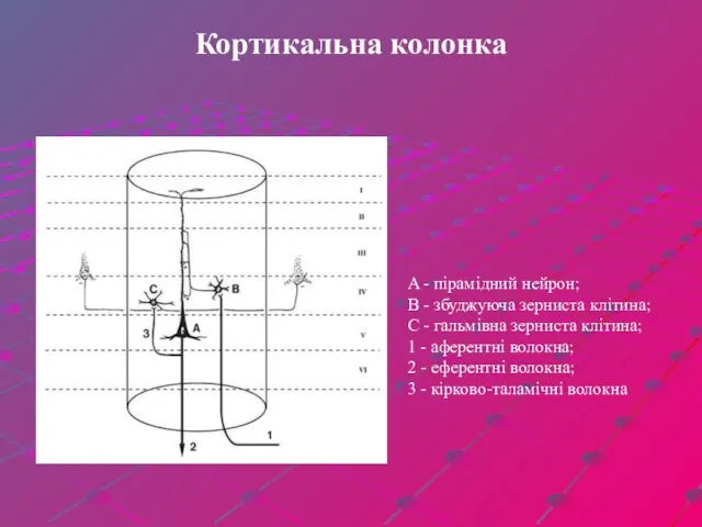 Кортикальна колонка A - пірамідний нейрон; B - збуджуюча зерниста клітина; C -