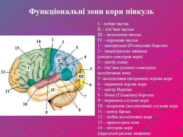 Функціональні зони кори півкуль I – лобна частка II –