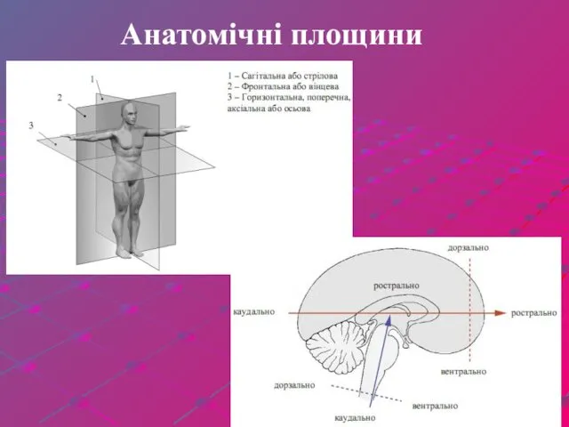 Анатомічні площини