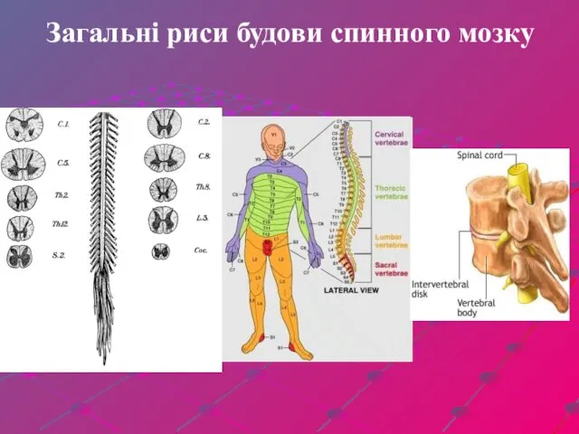 Загальні риси будови спинного мозку