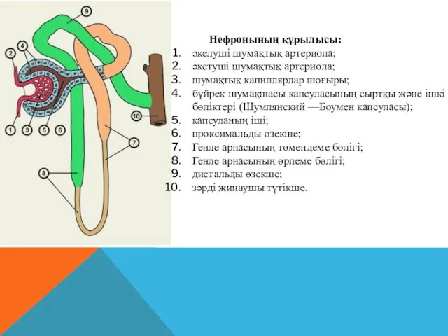 Нефронының құрылысы: әкелуші шумақтық артериола; әкетуші шумақтық артериола; шумақтық капиллярлар шоғыры; бүйрек шумақшасы