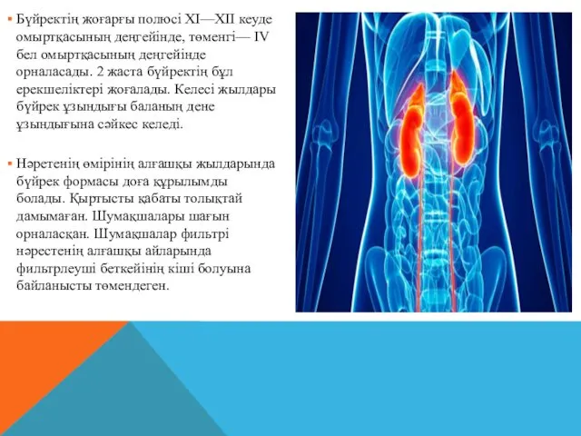 Бүйректің жоғарғы полюсі XI—XII кеуде омыртқасының деңгейінде, төменгі— IV бел омыртқасының деңгейінде орналасады.