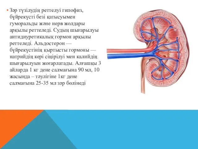 Зәр түзілудің реттелуі гипофиз, бүйрекүсті безі қатысуымен гуморальды және нерв жолдары арқылы реттеледі.