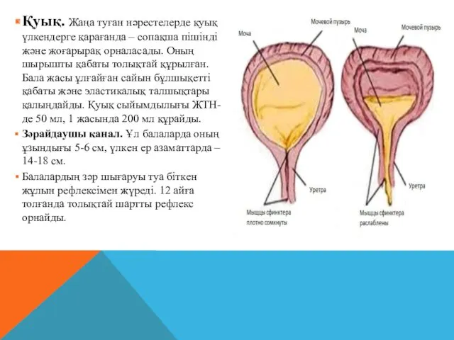 Қуық. Жаңа туған нәрестелерде қуық үлкендерге қарағанда – сопақша пішінді және жоғарырақ орналасады.