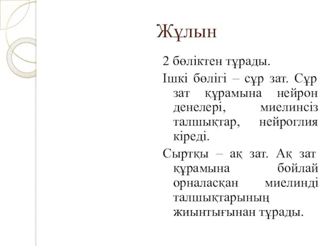 Жұлын 2 бөліктен тұрады. Ішкі бөлігі – сұр зат. Сұр зат құрамына нейрон