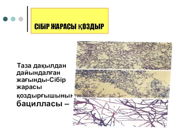 СіБіР ЖАРАСЫ ҚОЗДЫР Таза дақылдан дайындалған жағынды-Сібір жарасы қоздырғышының бацилласы –