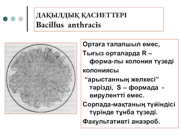ДАҚЫЛДЫҚ ҚАСИЕТТЕРІ Bacillus anthracis Ортаға талапшыл емес, Тығыз орталарда R – форма-лы колония