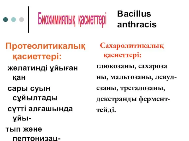 Bacillus anthracis Протеолитикалық қасиеттері: желатинді ұйыған қан сары суын сұйылтады сүтті алғашында ұйы-