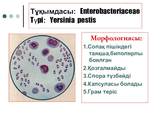 Тұқымдасы: Enterobacteriaceae Түрі: Yersinia pestis Морфологиясы: 1.Сопақ пішіндегі таяқша,биполярлы боялған