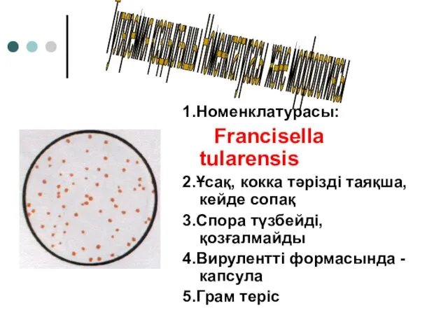 1.Номенклатурасы: Francisella tularensis 2.Ұсақ, кокка тәрізді таяқша, кейде сопақ 3.Спора түзбейді,қозғалмайды 4.Вирулентті формасында