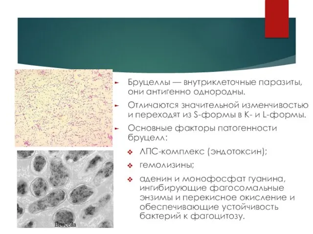 Бруцеллы — внутриклеточные паразиты, они антигенно однородны. Отличаются значительной изменчивостью