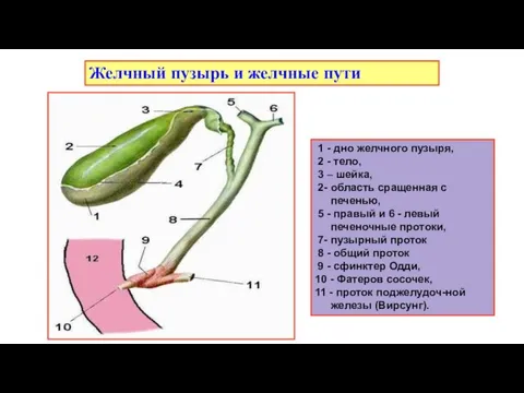 Желчный пузырь и желчные пути 1 - дно желчного пузыря,